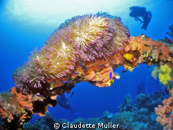 The Hoki Maru in Truck Lagoon. Taken at 110 feet on the s... by Claudette Muller 